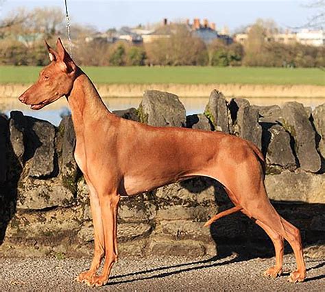 phclub|pharaoh hound club of america.